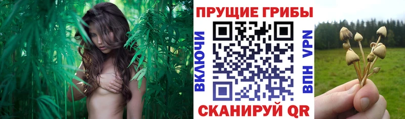 Галлюциногенные грибы Magic Shrooms  Одинцово 
